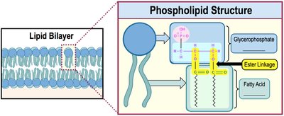Phospholipid structure with ester linkage