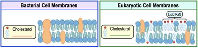 Comparison of bacterial and eukaryotic cell membranes