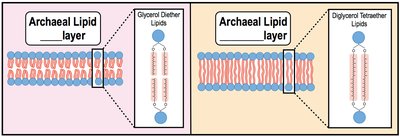 Archaeal lipid bilayer and monolayer structures