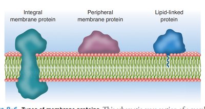 Types of membrane proteins: integral, peripheral, lipid-linked