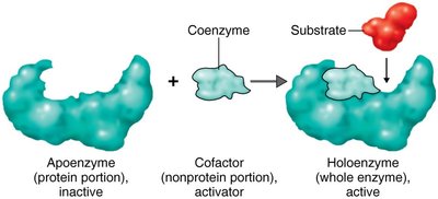 Apoenzyme, cofactor, and holoenzyme
