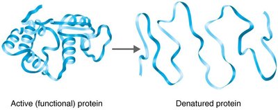 Active and denatured enzyme structure