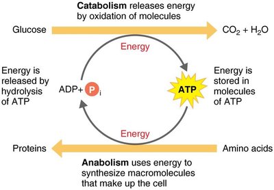 ATP coupling catabolic and anabolic reactions