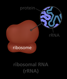 Ribosomal RNA structure