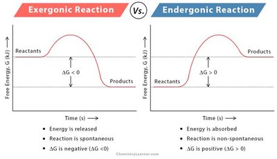 Exergonic vs Endergonic reactions