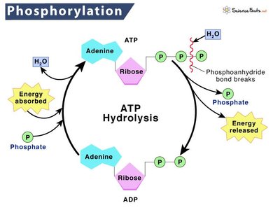Phosphorylation and ATP hydrolysis cycle