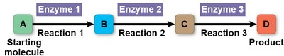 Metabolic pathway with enzymes