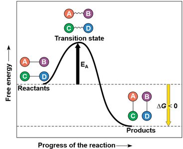 Activation energy diagram with and without enzyme