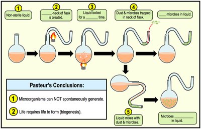Steps of Pasteur's swan-neck experiment