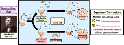 Tyndall's experiment showing heat-resistant microbes