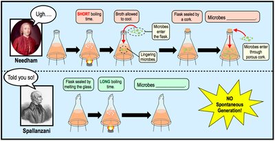 Comparison of Needham and Spallanzani's experiments