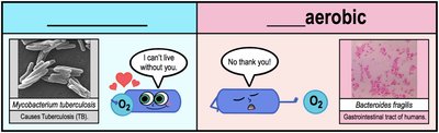 Oxygen requirement classes of microbes
