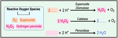 Enzymatic detoxification of reactive oxygen species
