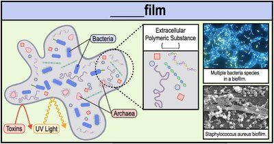 Diagram of biofilm structure and protection