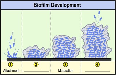 Stages of biofilm development