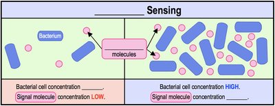 Quorum sensing and signal molecule concentration