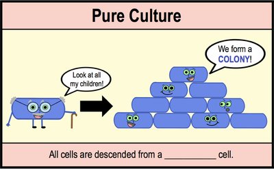 Pure culture and colony formation