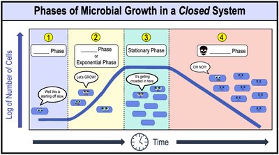 Phases of microbial growth in a closed system