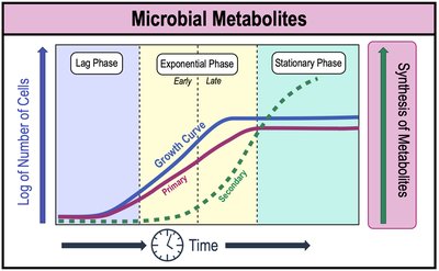 Microbial metabolites during growth phases