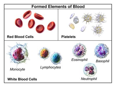 Formed elements of blood