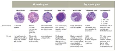 Table comparing granulocytes and agranulocytes