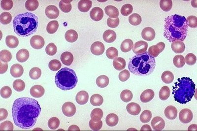 Microscopic images of granulocytes and agranulocytes