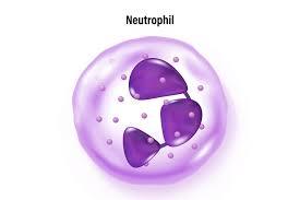 Diagram of phagocytosis steps