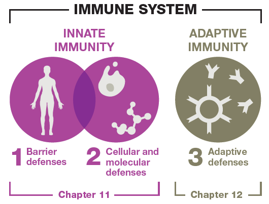 Diagram comparing innate and adaptive immunity