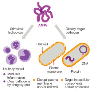 Diagram showing AMPs and their effects on pathogens and leukocytes