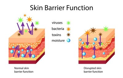 Skin barrier function diagram