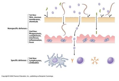 Diagram of immune system lines of defense