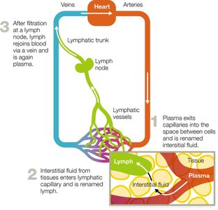 Diagram of lymph flow and filtration