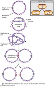 Bidirectional replication of bacterial DNA