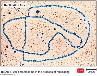 SEM image of E. coli chromosome replicating