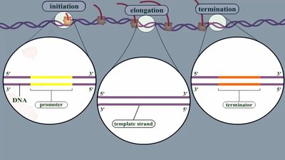 Transcription stages: initiation, elongation, termination