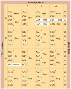 The genetic code table