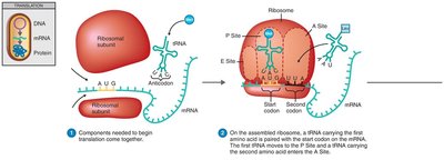 Translation initiation and ribosome assembly