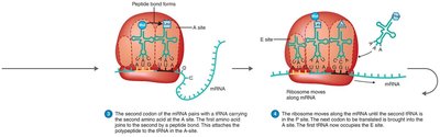 Translation: peptide bond formation and ribosome movement