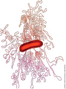 Bacterial chromosome with supercoiled domains