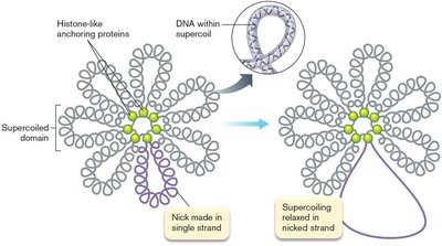 Supercoiling and nucleoid structure