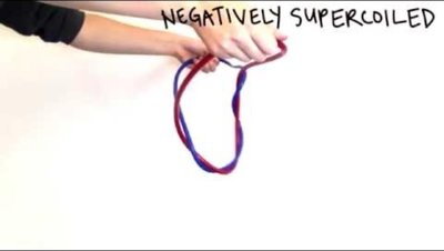 Demonstration of negative supercoiling