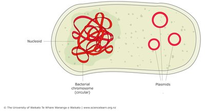 Bacterial cell with chromosome and plasmids