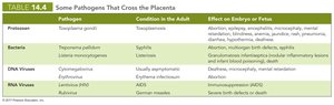 Table of pathogens that cross the placenta