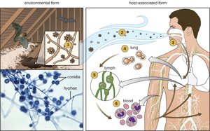 Histoplasma capsulatum dimorphism: environmental mold form with conidia and hyphae, and host-associated yeast form