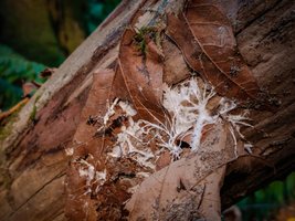 Hyphae structure