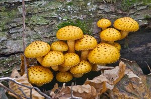 Saprotrophic fungi growing on decaying wood