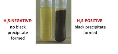 H2S production test: negative (no black) and positive (black precipitate) results
