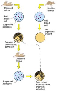 Diagram of Koch's Postulates experimental process