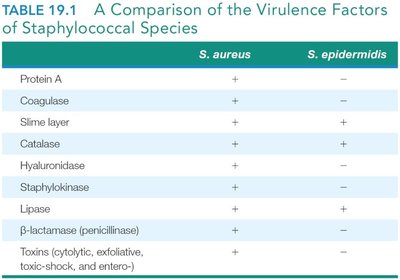 Table comparing S. aureus and S. epidermidis virulence factors
