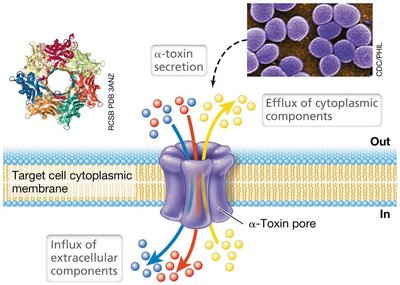 Mechanism of pore-forming cytotoxins